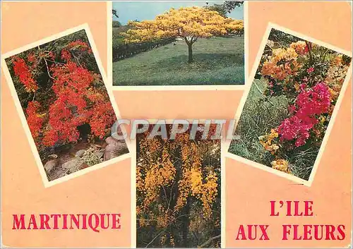 Cartes postales moderne Martinique l'ile aux fleurs