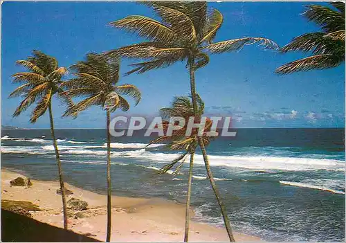 Cartes postales moderne Martinique Plage aux Antilles sous l'Alize