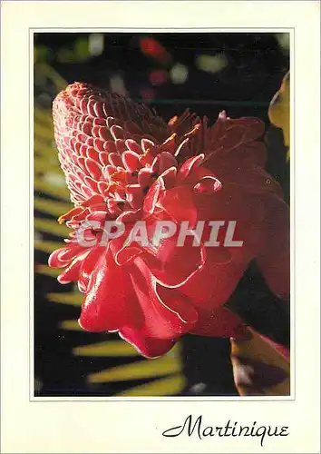 Cartes postales moderne Martinique Rose de Porcelaine