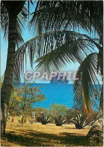 Cartes postales moderne Martinique Le Diamant Le Diamant sous les palmes