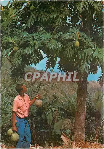 Moderne Karte Martinique L'Arbre a pains et ses fruits (Les fruits a pain)