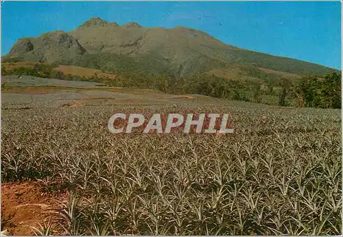 Cartes postales moderne Martinique Morne-Rouge La Montagne Pelee vue du versant Est