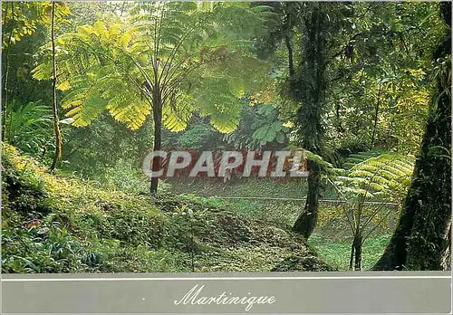 Cartes postales moderne Martinique Fougeres arborescentes Route de la Trace