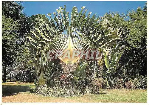 Moderne Karte Martinique L'arbre du voyageur