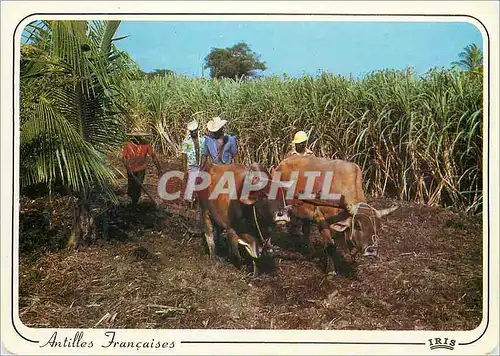 Cartes postales moderne Antilles Francaises Culture de canne Attelage Buffles