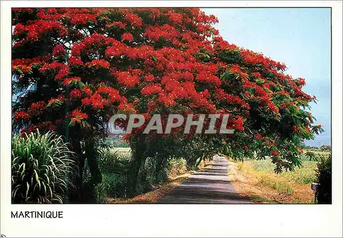 Cartes postales moderne Martinique Flamboyants