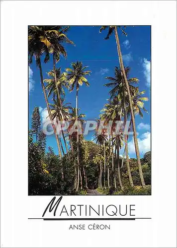 Cartes postales moderne Martinique anse ceron