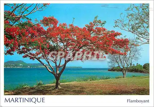 Cartes postales moderne Martinique Flamboyants