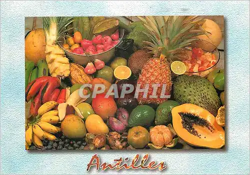 Cartes postales moderne Martinique Antilles