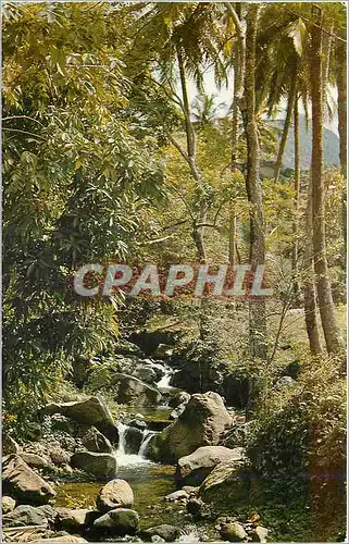 Cartes postales moderne Martinique Torrent descendant des Pitons du Carbet