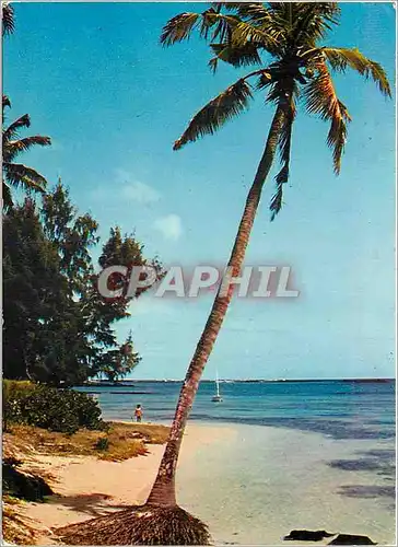 Moderne Karte Ile Maurice Cocotier temoin d'une paisible plage de Grand Bec