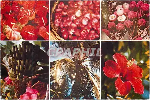 Moderne Karte Ile Maurice Fleurs et fruits tropicaux
