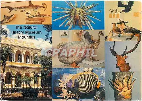 Cartes postales moderne Ile Maurice La Musee d'Histoire Naturelle