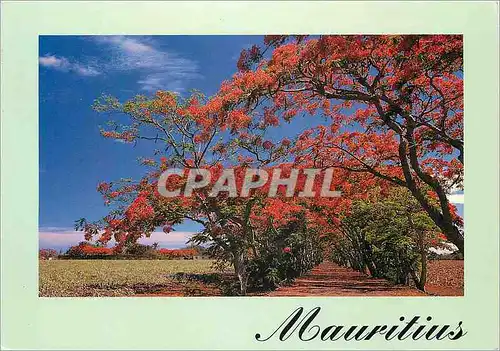 Cartes postales moderne Ile Maurice Flamboyants