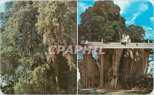 Moderne Karte Differents aspects of The Tule Tree Oaxaca Mexico