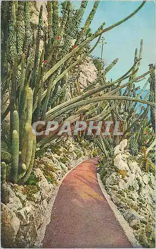 Cartes postales JARDIN EXOTIQUE de MONACO Pilocereus Lanatus et Comotes Cereus Pitahayia Monstruosa