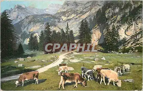 Cartes postales Vaches dans les pres Suisse