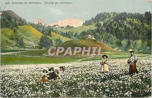 Cartes postales Environs de Montreux Champ de narcisses