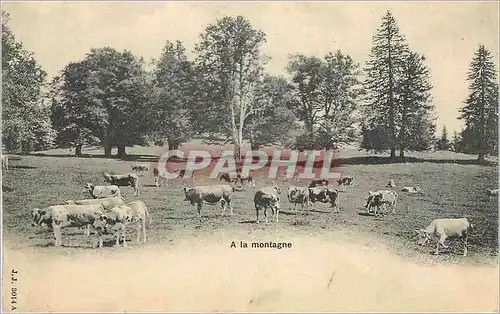 Cartes postales A la montagne Vaches