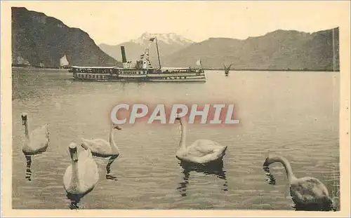 Cartes postales Lac Leman Bateau Cygnes