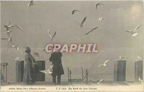 Cartes postales Au bord du Lac Leman Mouettes Oiseaux