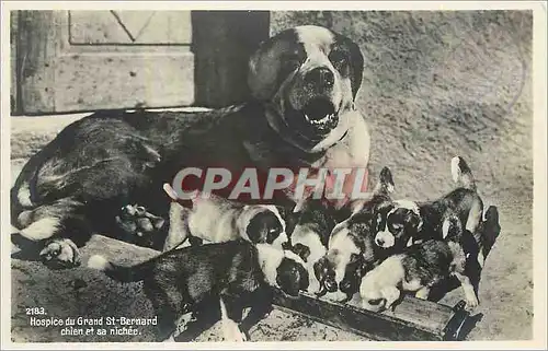 Cartes postales Hospice du Grand St Bernard chien et sa nichee