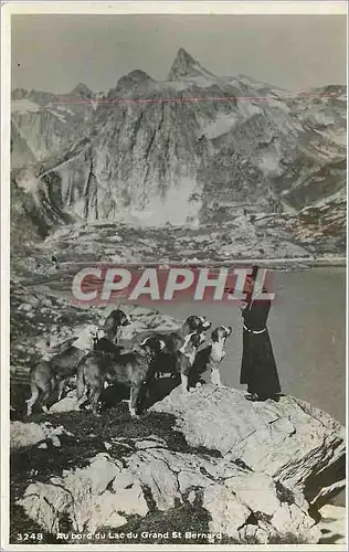Cartes postales Au bord du Lac du Grand St Bernard Chiens