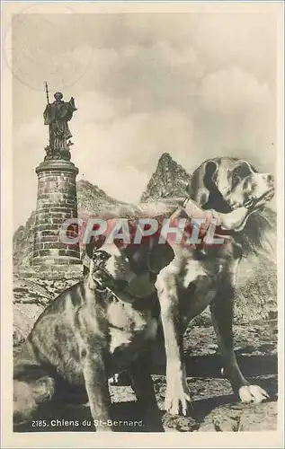 Cartes postales Chiens du St Bernard