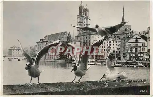 Cartes postales Zurich Mouettes