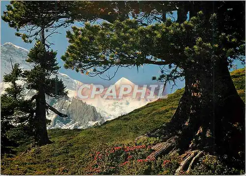 Cartes postales moderne Jungfrau und Silberhorn mit Bergarve Photo und Veriag Jul Burch Lungern Druck Engadin Press Ag S