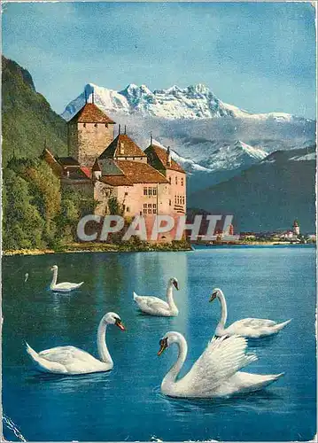 Cartes postales moderne Lac Leman Chateau de Chillon et les Dents du Midi Cygnes