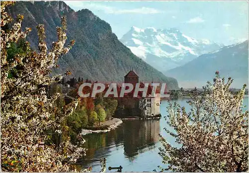 Moderne Karte Lac Leman Le Chateau de Chillon et les Dents du Midi au printemps Lumicap Collectionnez les Cart