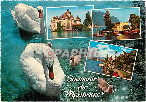 Cartes postales moderne Souvenir de Montreux Montreux Septembre Musical Helvetia Cygnes