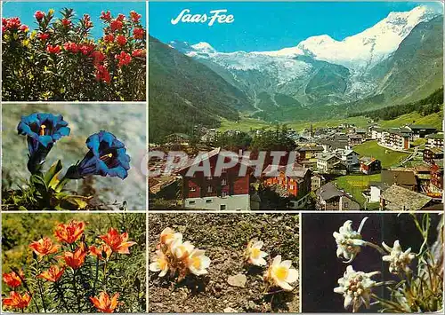 Cartes postales moderne Saas Fee Saas fee mit Allalin Alphubel und Taschhorn Saas Fee Perle der Alpen Helvetia