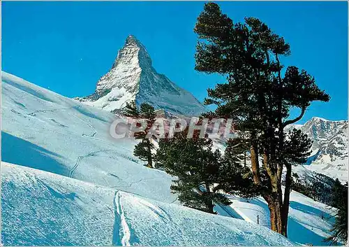 Cartes postales moderne Zermatt Arven auf Rifferlalp Matterhorn Zermatt am Matterhorn Ferien Nach Mass