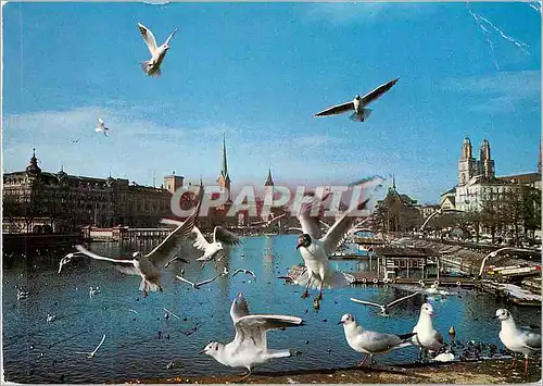 Cartes postales moderne Zurich Mowen an der Limmat Zurich Les mouettes sur la Limmat