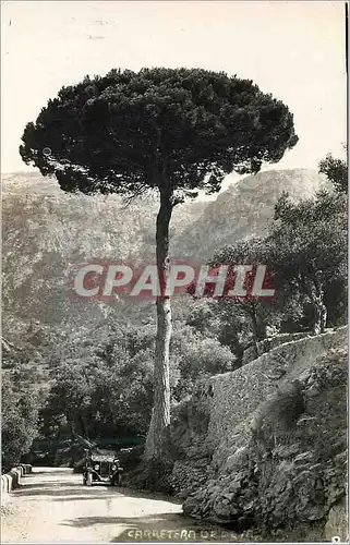 Cartes postales moderne Mallorca de Deya Pinogigante Foto Edicion Truyol Prohibida la reproduccion