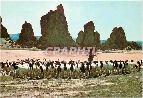Cartes postales moderne Djibouti Republique de Djibouti Lac Abbe Chevre