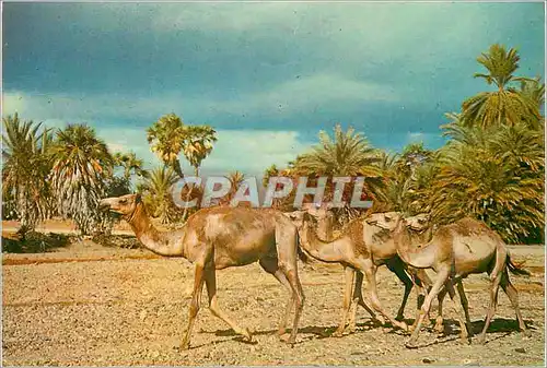 Cartes postales moderne Vue de typique Tfai Chameau