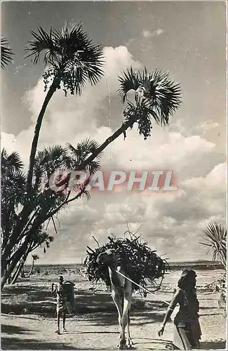 Cartes postales moderne Djibouti Marchand de bois