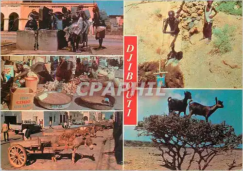 Cartes postales moderne Djibouti Republique de Djibouti Typique de Djibouti Chevre