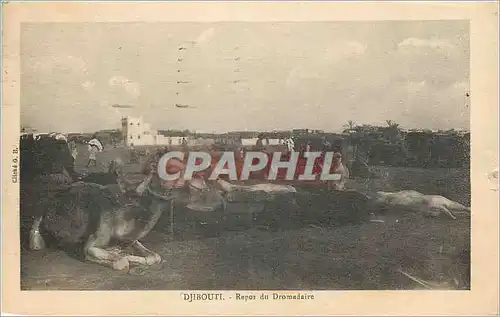 Cartes postales Djibouti Repo du Domadaire