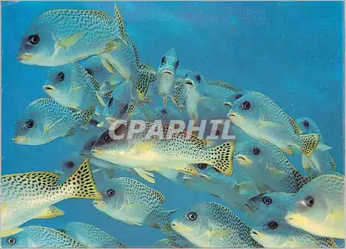 Cartes postales moderne Djibouti Feerie Sous Marine Tropicale