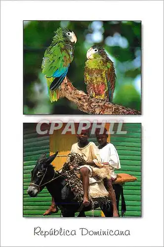 Cartes postales moderne Republica Dominicana Dos amigos Perroquet Ane Donley