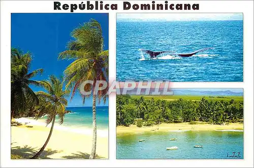 Cartes postales moderne Costa Norte Republica Dominicana Baleine
