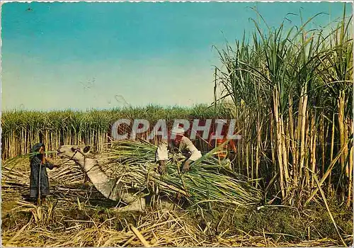 Cartes postales moderne Upper Egypt Sugar Cane Harvest