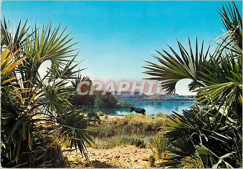 Cartes postales moderne Nubia  Nile View