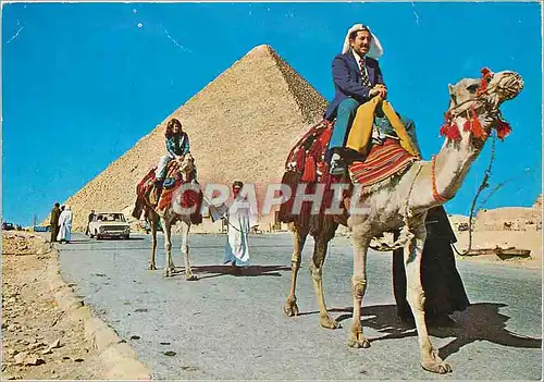 Cartes postales moderne Giza The Biggest Pyramid at Giza Chameau