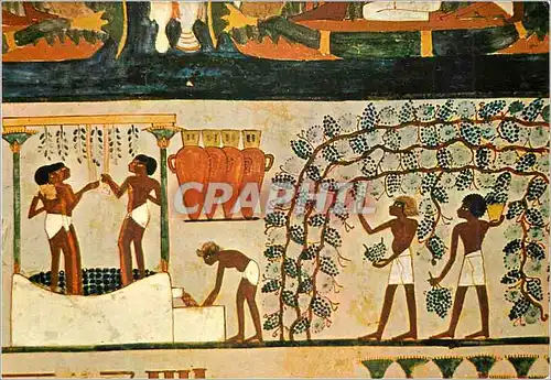 Cartes postales moderne Tomb of the Noble Nakht Gathering and treading grapes