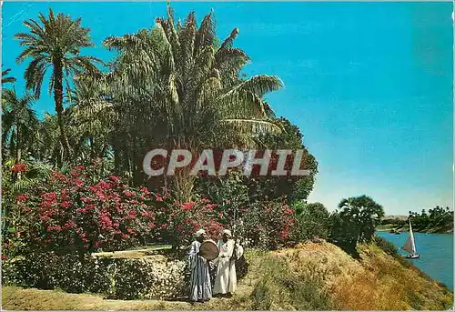 Cartes postales moderne Aswan Tropical Garden